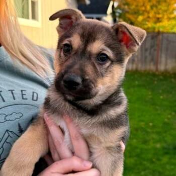 Rescue Mixed Breed Dogs for Adoption in Medford, Oregon - Tundra | PetCurious
