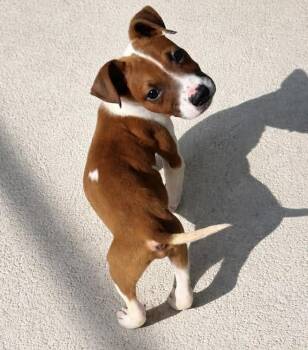 Terrier Dogs Available for Adoption - Bodhi | PetCurious