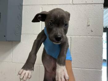 BONGO -  Pit Bull Terrier Dog for Adoption in San Bernardino, California - BONGO | PetCurious