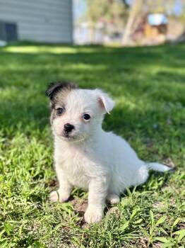 Chihuahua and Papillon Dogs Available for Adoption in Minneapolis, Minnesota - Kylo | PetCurious