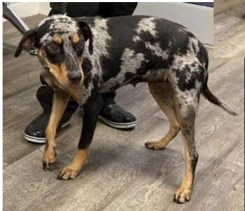 Spice -  Catahoula Leopard Dog Dog for Adoption in Greenbelt, Maryland - Spice | PetCurious
