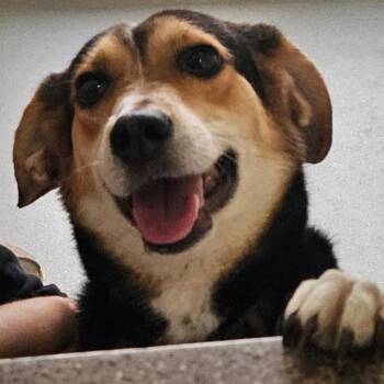Alana -  Mixed Breed and Beagle Dog for Adoption in Ballston Spa, New York - Alana | PetCurious