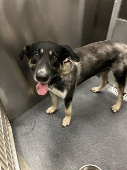 Mixed Breed Dogs Available for Adoption in Dallas, Texas - GUNNER | PetCurious