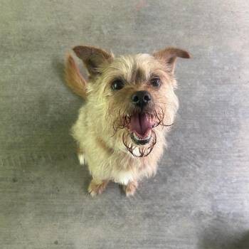 Jester -  Terrier Dog for Adoption in Greenville, Pennsylvania - Jester | PetCurious