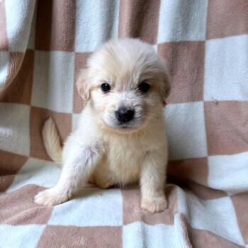 Cato -  Great Pyrenees and Mixed Breed Dog for Adoption - Cato | PetCurious