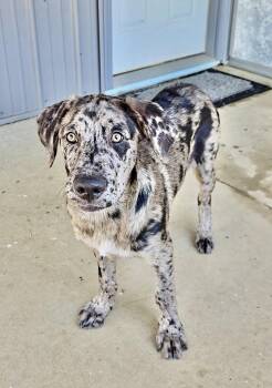 Merle -  Catahoula Leopard Dog Dog for Adoption in Estherville, Iowa - Merle | PetCurious