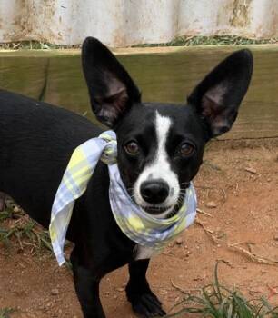 Nellie Mae -  Chihuahua and Mixed Breed Dog for Adoption in Seneca, South Carolina - Nellie Mae | PetCurious