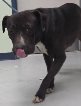 StreamLine -  Mixed Breed Dog for Adoption in Savannah, Georgia - StreamLine | PetCurious