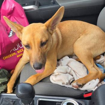 Minnie P -  Labrador Retriever and Mixed Breed Dog for Adoption in Bend, Oregon - Minnie P | PetCurious