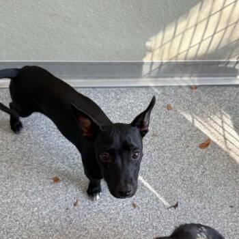 Little Love -  Terrier Dog for Adoption in Ayden, North Carolina - Little Love | PetCurious