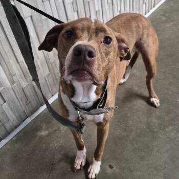 Rescue Terrier Dogs for Adoption in Tampa, Florida - KC | PetCurious