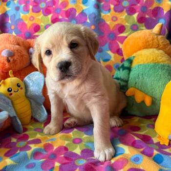 Labrador Retriever and Mixed Breed Dogs Available for Adoption in Normal, Illinois - Carson | PetCurious