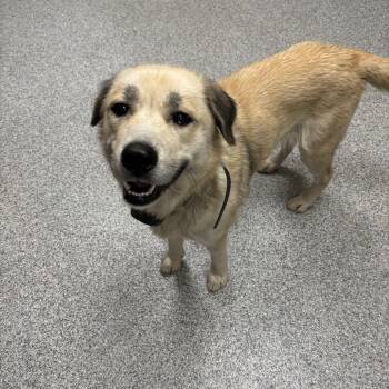 Great Pyrenees and Husky Dogs Available for Adoption - Pink | PetCurious