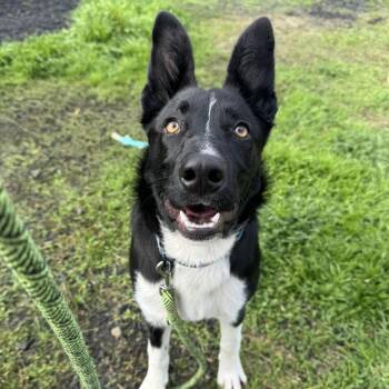 Rescue Border Collie Dogs for Adoption in The Dalles, Oregon - Sassy | PetCurious