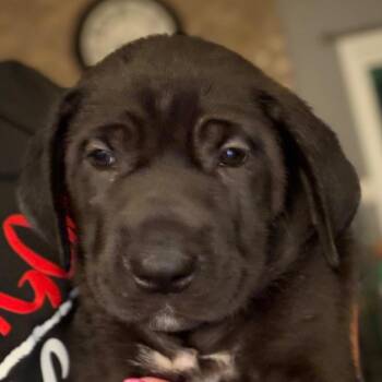Carrie - Yellow -  Cane Corso Dog for Adoption in Greenfield, Indiana - Carrie - Yellow | PetCurious