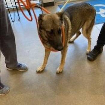 YORK-Stray-15916 -  German Shepherd Dog Dog for Adoption in York, Pennsylvania - YORK-Stray-15916 | PetCurious