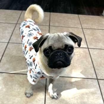 Luffy -  Pug Dog for Adoption in Alvin, Texas - Luffy | PetCurious