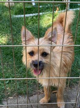 Yabba Dabba Do Berry -  Cairn Terrier Dog for Adoption in Mukwonago, Wisconsin - Yabba Dabba Do Berry | PetCurious