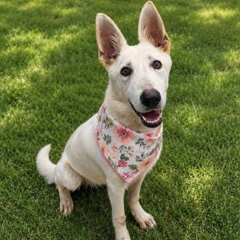 BECKY GS -  German Shepherd Dog Dog for Adoption in Lucas, Texas - BECKY GS | PetCurious