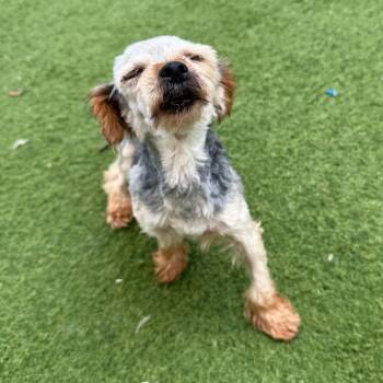 Grizzly Bear 4824 -  Yorkshire Terrier Dog for Adoption in Loxahatchee Groves, Florida - Grizzly Bear 4824 | PetCurious