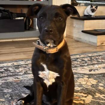 Rescue Pit Bull Terrier Dogs for Adoption in Ellensburg, Washington - Bailey | PetCurious