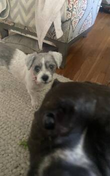 Betty White -  Shih Tzu Dog for Adoption in West Hollywood, California - Betty White | PetCurious