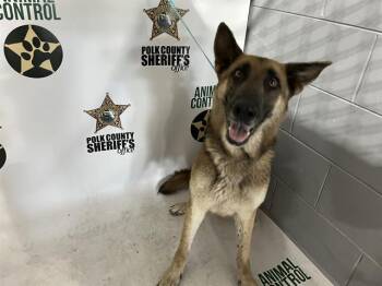 BLITZY -  German Shepherd Dog Dog for Adoption in Winter Haven, Florida - BLITZY | PetCurious