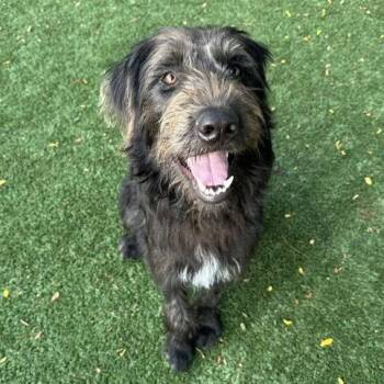 Ozzie -  Irish Wolfhound and Mixed Breed Dog for Adoption in Indianapolis, Indiana - Ozzie | PetCurious