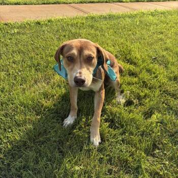 Huckleberry -  Mixed Breed Dog for Adoption in Canal Winchester, Ohio - Huckleberry | PetCurious