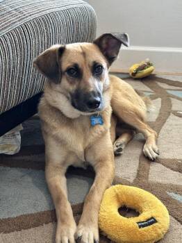 Lolis -  Shepherd Dog for Adoption in Denver, Colorado - Lolis | PetCurious