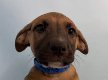 Carmine -  Shepherd and Mixed Breed Dog for Adoption in Golden Valley, Minnesota - Carmine | PetCurious