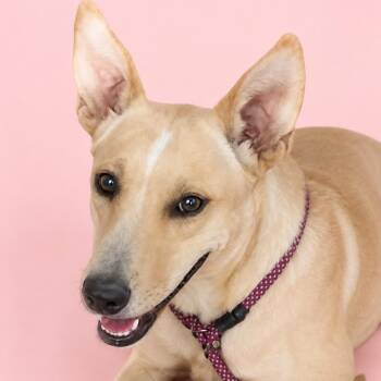 Zelda -  Shepherd and Cattle Dog Dog for Adoption in Kim, Colorado - Zelda | PetCurious