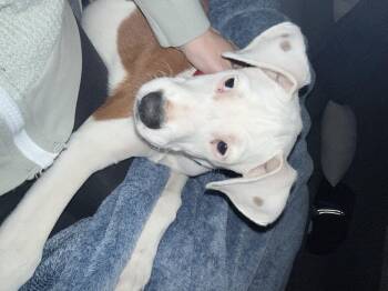 Pit Bull Terrier and Mixed Breed Dogs Available for Adoption in Severance, Colorado - Bastian | PetCurious
