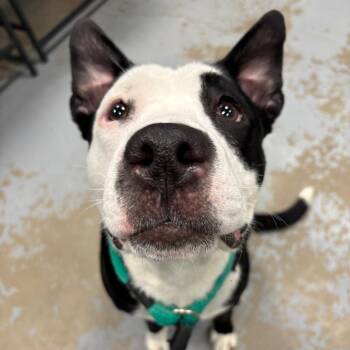 Panda -  Mixed Breed Dog for Adoption in Philadelphia, Pennsylvania - Panda | PetCurious