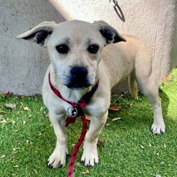 Mahina -  Terrier Dog for Adoption in Oakland, California - Mahina | PetCurious