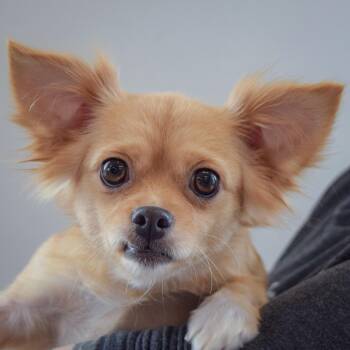 Chihuahua and Pomeranian Dogs Available for Adoption - Chloe | PetCurious