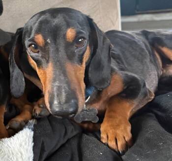 Dachshund Dogs Available for Adoption in Los Angeles, California - Brian  -   So Ca | PetCurious