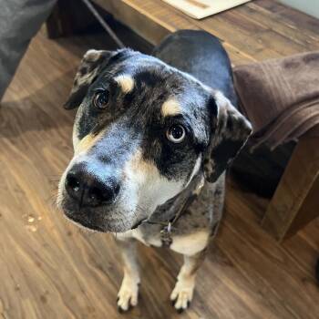 Catahoula Leopard Dog Dogs Available for Adoption in Loxahatchee Groves, Florida - Tommy Chong Aka Max | PetCurious