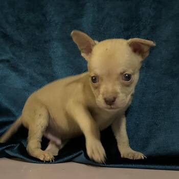 Shepherd Dogs Available for Adoption in San Antonio, Texas - Menos | PetCurious