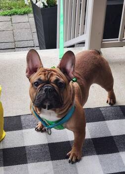 Benny -  French Bulldog Dog for Adoption in Toronto, Ontario - Benny | PetCurious