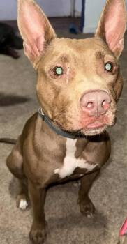 Rescue Terrier Dogs for Adoption in Lima, Ohio - Princess | PetCurious