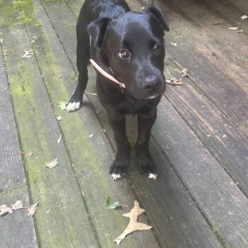 Esme -  Black Labrador Retriever Dog for Adoption in Melbourne, Arkansas - Esme | PetCurious