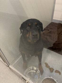 TANK -  Rottweiler Dog for Adoption in Indianapolis, Indiana - TANK | PetCurious