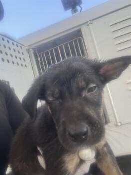 Beast - URGENT -  Shepherd Dog for Adoption in Thousand Oaks, California - Beast - URGENT | PetCurious