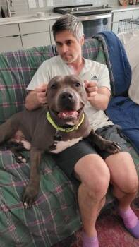 Pit Bull Terrier Dogs Available for Adoption - Mr Kitten | PetCurious