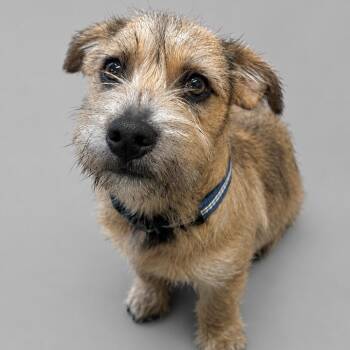 Carson -  Wirehaired Terrier Dog for Adoption in Newport, Tennessee - Carson | PetCurious