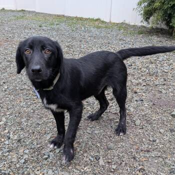 Labrador Retriever Dogs Available for Adoption in Wake Forest, North Carolina - Franklin | PetCurious