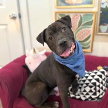 Tom Jones the Squishy Faced Snuggle King -  Pit Bull Terrier and Labrador Retriever Dog for Adoption in Friendswood, Texas - Tom Jones The Squishy Faced Snuggle King | PetCurious