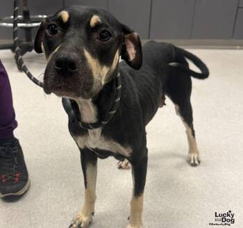 Maple -  Labrador Retriever and Shepherd Dog for Adoption in Washington, District Of Columbia - Maple | PetCurious