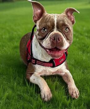 Coco Chanel -  Boston Terrier Dog for Adoption in Waukesha, Wisconsin - Coco Chanel | PetCurious